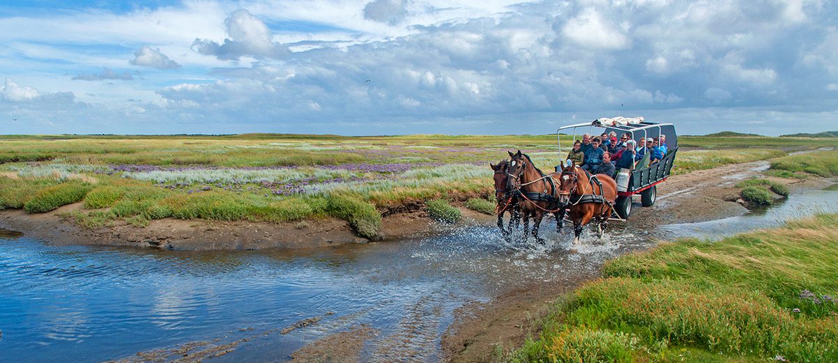 Boschplaat dagtocht op Terschelling