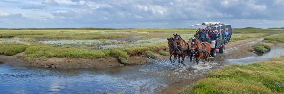 Boschplaat dagtocht