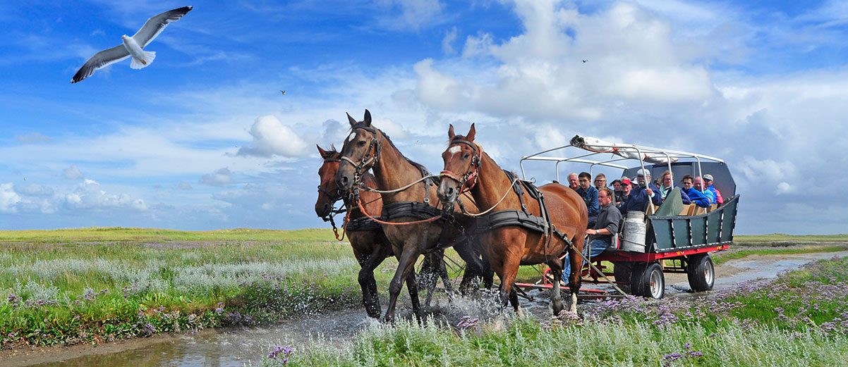 Bijzondere tocht naar de Terschellinger meeuwenkolonie.