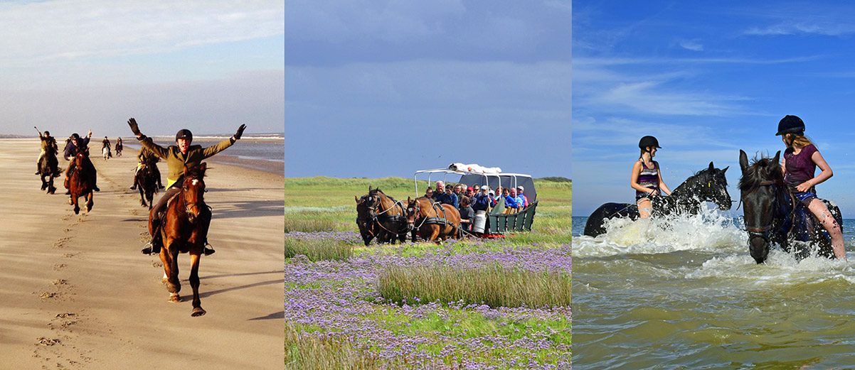 Huifkartocht, paardrijden, ruiterweekend of ponykamp op Terschelling reserven