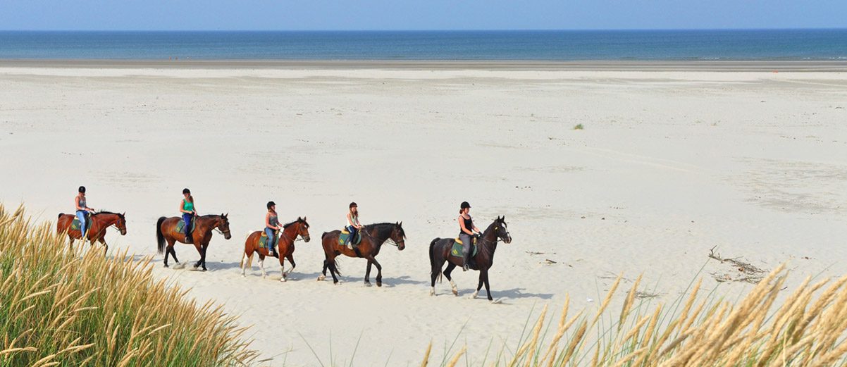 Paardrijden voor zowel beginners als gevorderde ruiters.