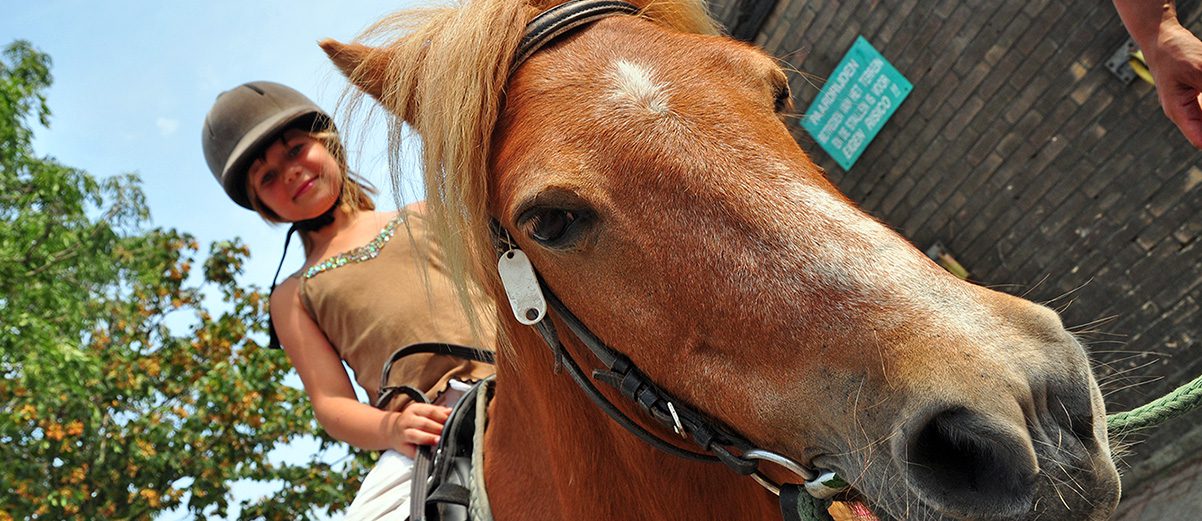 Wandelpony op Terschelling huren