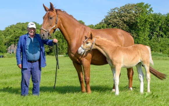 Aanbod van jonge en beleerde paarden