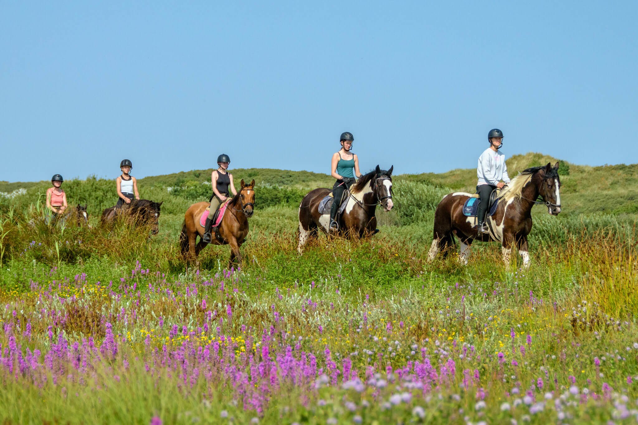 ponykamp Terpstra Terschelling