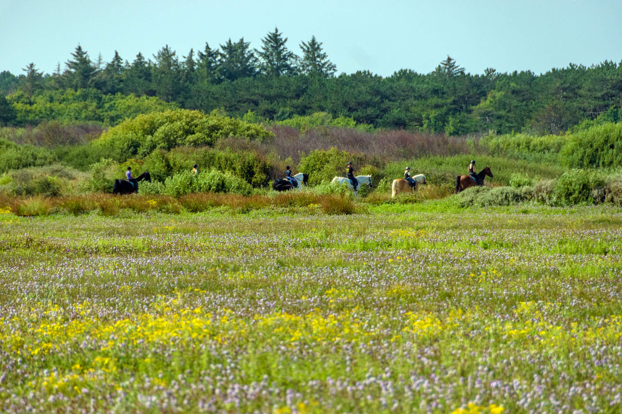 ruiterweekend terschelling