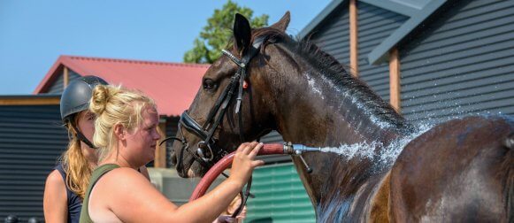 Stalling eigen paard